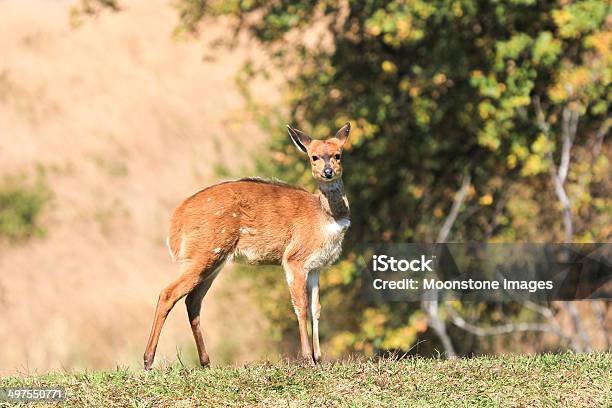 Bushbuck In Royal Natal National Park South Africa Stock Photo - Download Image Now