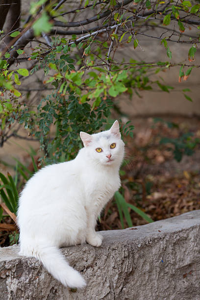 istock White fluffy cat sits on a stone fence 497563446