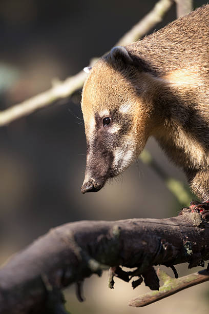 istock South American coati (Nasua nasua) 497563950