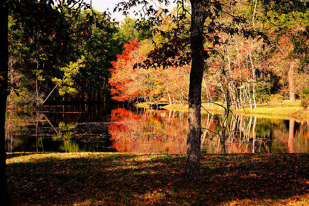 automne arbres un étang entouré de forêts.  arbre reflections. - ecological reserve tree reflection land feature photos et images de collection