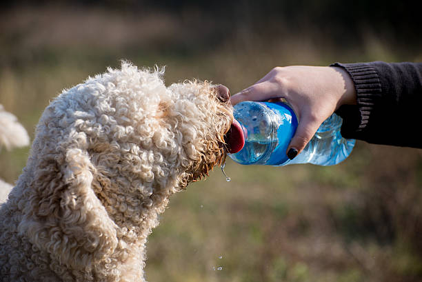 istock Girl watered her dog 497564428