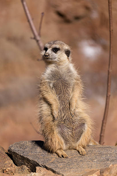 istock female of meerkat or suricate 497564660