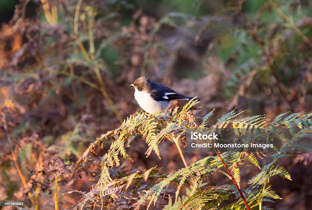 Fiscale Shrike nel Parco Nazionale Royal Natal, in Sud Africa - Foto stock royalty-free di Africa