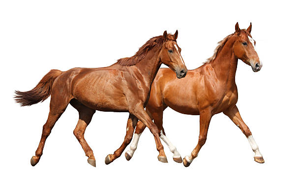istock Two beautiful horses running isolated on white 497564744