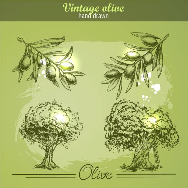 vintage hand gezeichnete satz von olive branch baum und in der flasche. - olive oil salad mediterranean cuisine olive stock-grafiken, -clipart, -cartoons und -symbole