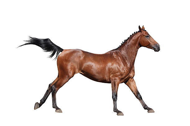 istock Brown horse galloping isolated on white 497564784