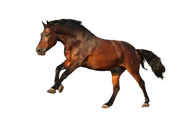 istock Brown horse galloping isolated on white 497564814
