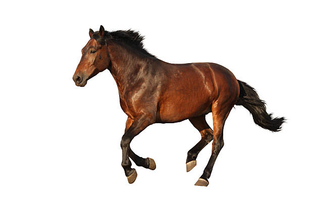 istock Brown horse galloping isolated on white 497564846