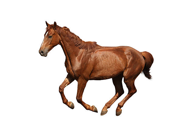 istock Brown horse galloping isolated on white 497564920