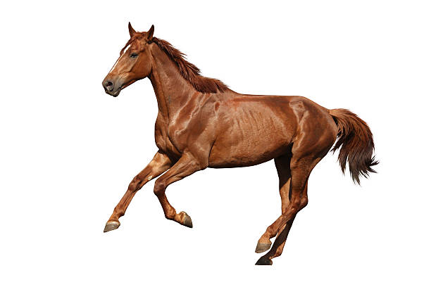istock Brown horse cantering free isolated on white 497564944
