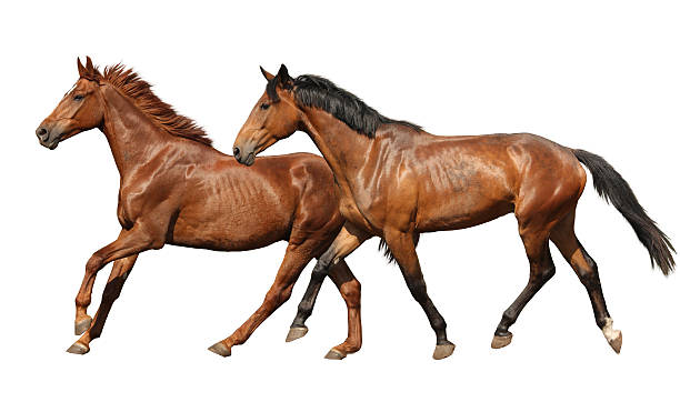 istock Two beautiful horses running isolated on white 497564978