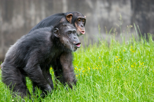 Two chimpanzees standing on a grassy hill, howling against something unseen.