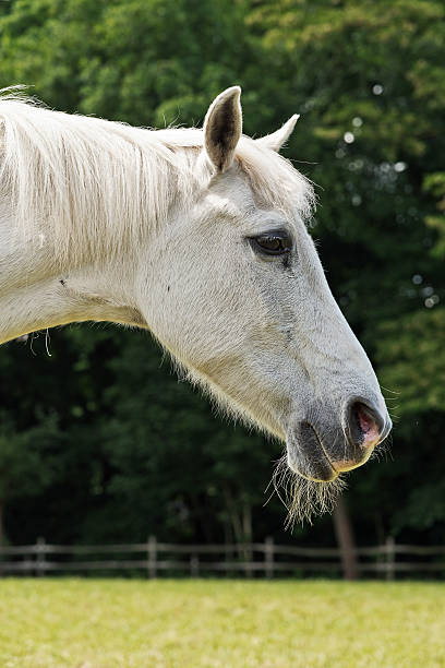 istock Close-up of white horse. 497565017