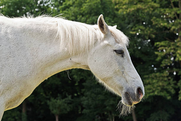 istock Close-up of white horse. 497565019