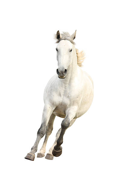 istock White beautiful horse galloping isolated on white 497565082