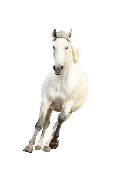 White beautiful horse galloping isolated on white White beautiful horse galloping free isolated on white white horse stock pictures, royalty-free photos & images