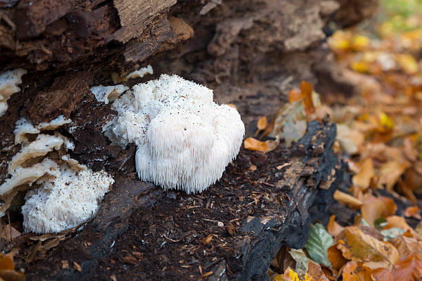 istock Rare Lion's Mane Mushroom (Hericium erinaceus) 497565246