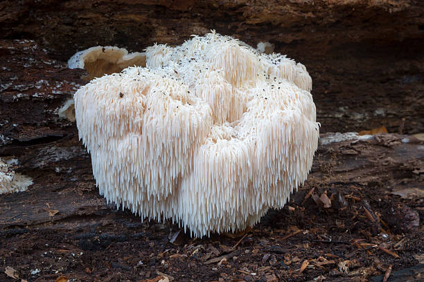 istock Rare Lion's Mane Mushroom (Hericium erinaceus) 497565302