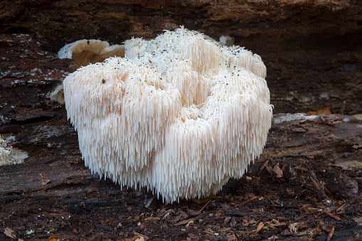 Edible Lion's Mane Mushroom (Hericium erinaceus) in the Netherlands