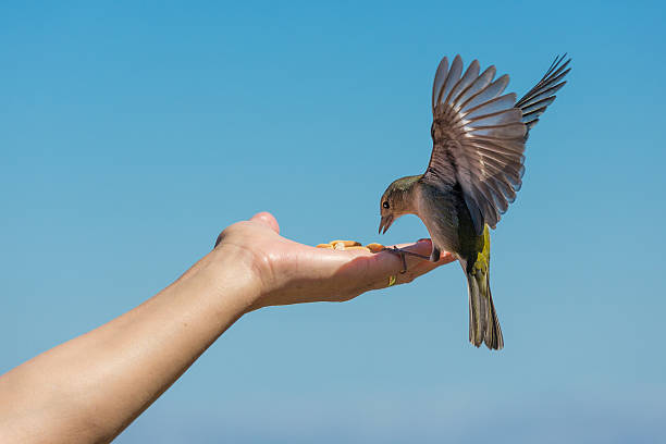 istock Yellow chaffinch eating peanuts from a womans hand 497565319