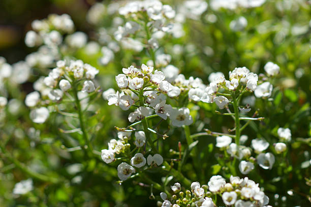 istock sweet alison flowers 497565373