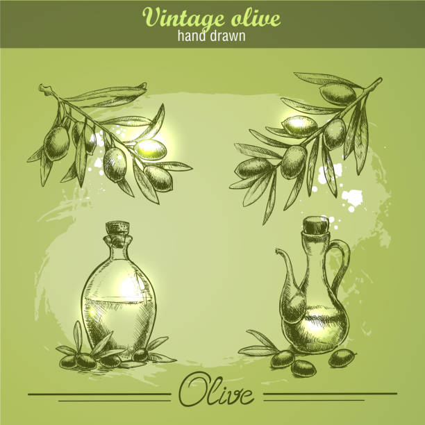 ilustrações, clipart, desenhos animados e ícones de vintage mão desenhada conjunto de olive branch árvore e garrafa. - tempera painting paint art bottle