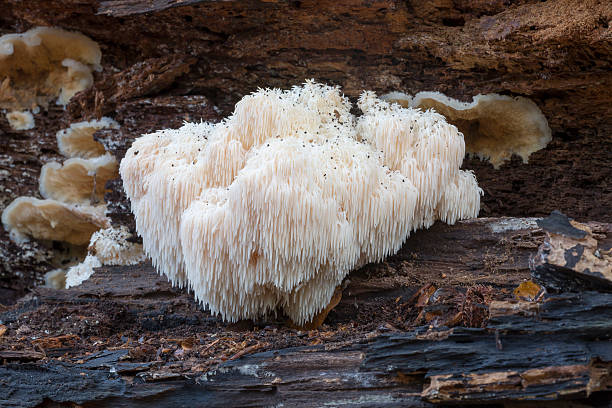 istock Rare Lion's Mane Mushroom (Hericium erinaceus) 497565564