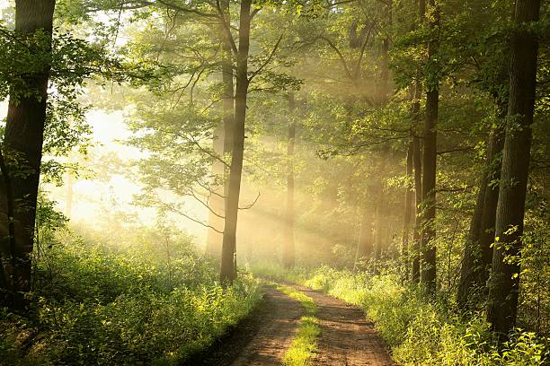 primavera floresta de folhosas ao amanhecer - nature sunlight tree illuminated - fotografias e filmes do acervo