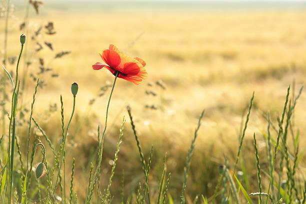 Poppy Poppy in the field in the morning. opium poppy photos stock pictures, royalty-free photos & images