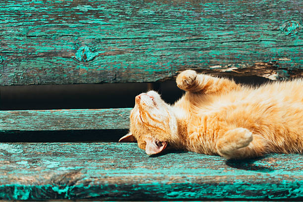 Red kitten cat sleeps on a bench in park in hot summer day