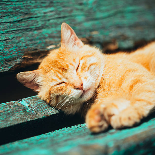 istock Red kitten cat sleeps on a bench in park 497566667