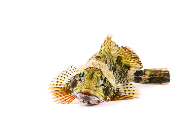 istock Scorpion Fish-Sebastiscus marmoratus 497566761