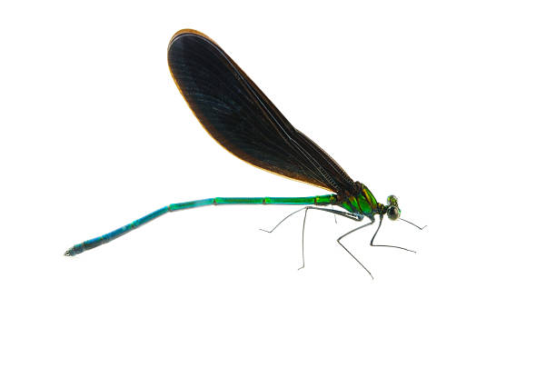 istock Ebony Jewelwing-Calopteryx atrata 497566819