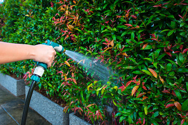 istock Hose nozzle spraying water on plants outdoors 497567269