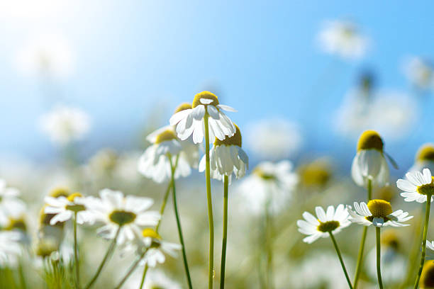 istock chamomiles flower in the nature 497567503