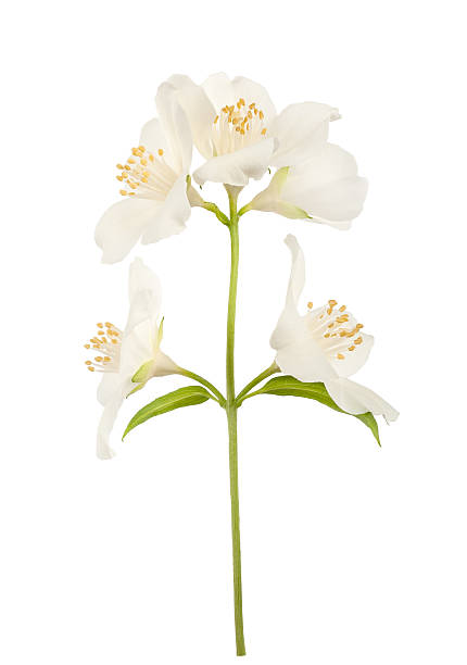 Orange blossom Orange blossom (zagara) isolated on white background orange blossom images stock pictures, royalty-free photos & images