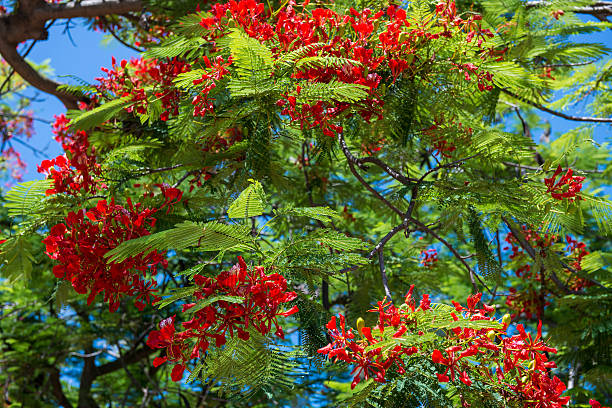 istock Blooming Tree(Flame Tree) Of The Tropics 497568121