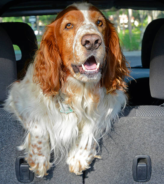 Welsh Springer Spaniel Dog Riding in a Car stock photo