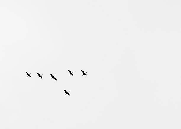 istock Silhouette of Six Sandhills 497569467