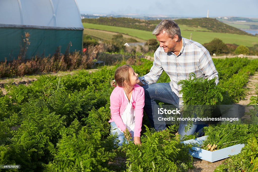 Farmer With Daughter Harvesting Organic Carrot Crop On Farm Father Stock Photo