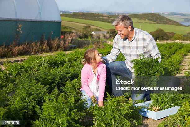 Farmer With Daughter Harvesting Organic Carrot Crop On Farm Stock Photo - Download Image Now