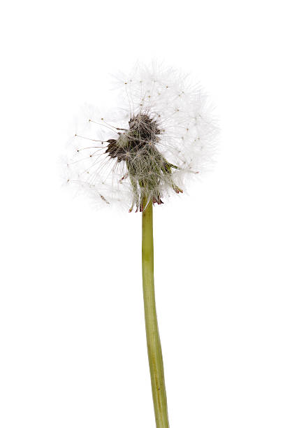 istock isolated on white dandelion plant 497570199