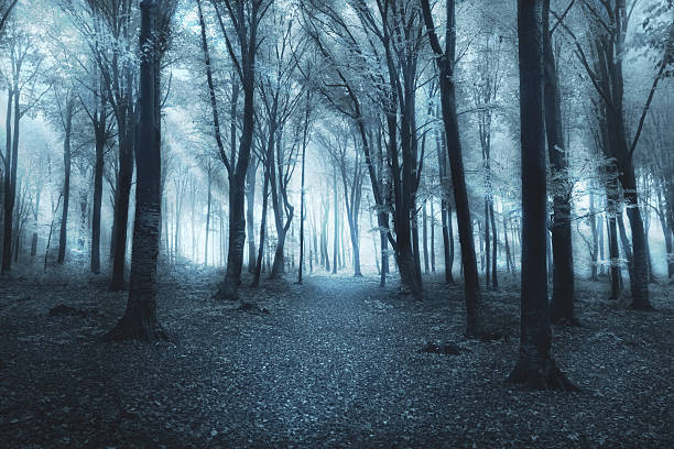 istock Rays of light in creepy misty forest 497570938