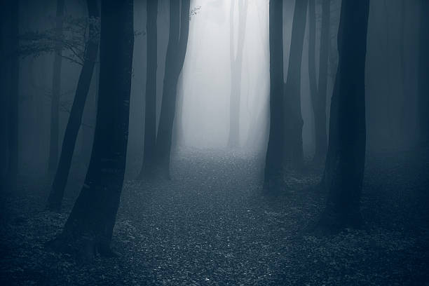 istock Horror trail in foggy forest 497570978
