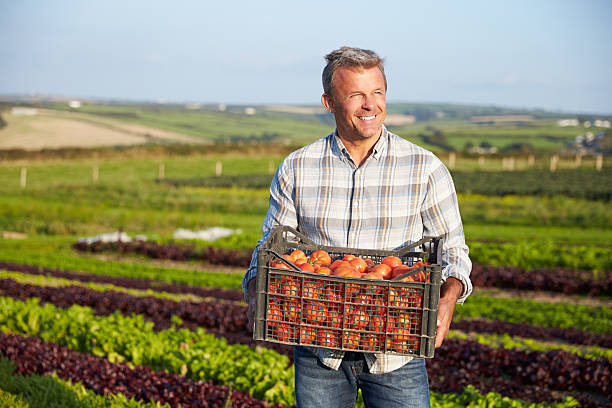 istock Farmer With Organic Tomato Crop On Farm 497571032