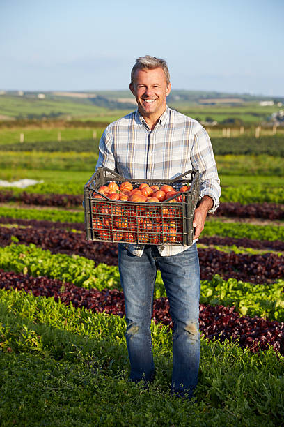 istock Farmer With Organic Tomato Crop On Farm 497571078