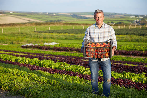 istock Farmer With Organic Tomato Crop On Farm 497571160