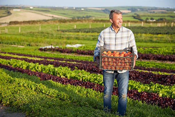 istock Farmer With Organic Tomato Crop On Farm 497571238
