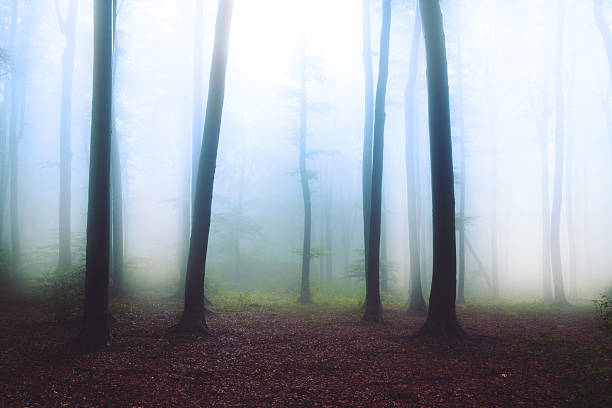 istock Dark trees in foggy forest 497571368