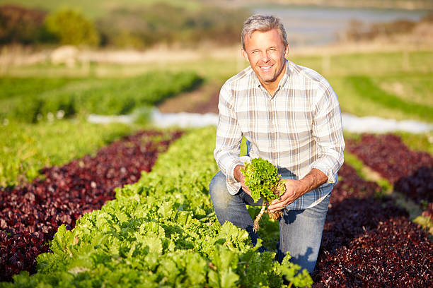 farmer de recolección de una ensalada de hojas de granja orgánica - farmer salad fotografías e imágenes de stock